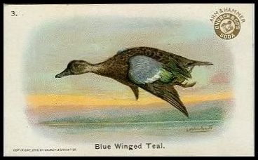 3 Blue Winged Teal